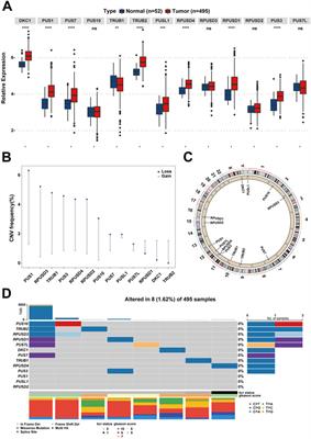 A five-pseudouridylation-associated-LncRNA classifier for primary prostate cancer prognosis prediction